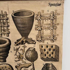 Teodor Fisher Sünger Afişi