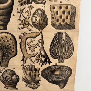 Teodor Fisher Sünger Afişi