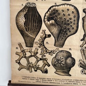 Teodor Fisher Sünger Afişi