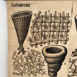 Teodor Fisher Sünger Afişi