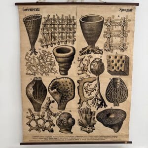 Teodor Fisher Sünger Afişi