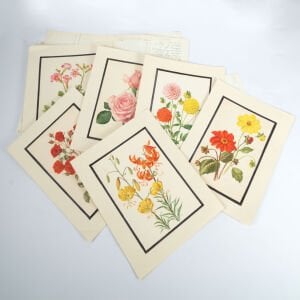 Anne Marie Trechslin 1927-2007 Çiçek Çizimi Baskıları