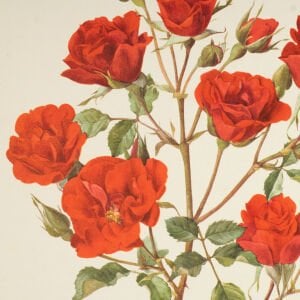 Anne Marie Trechslin 1927-2007 Çiçek Çizimi Baskıları