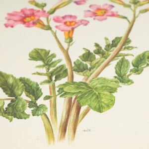 Anne Marie Trechslin 1927-2007 Çiçek Çizimi Baskıları