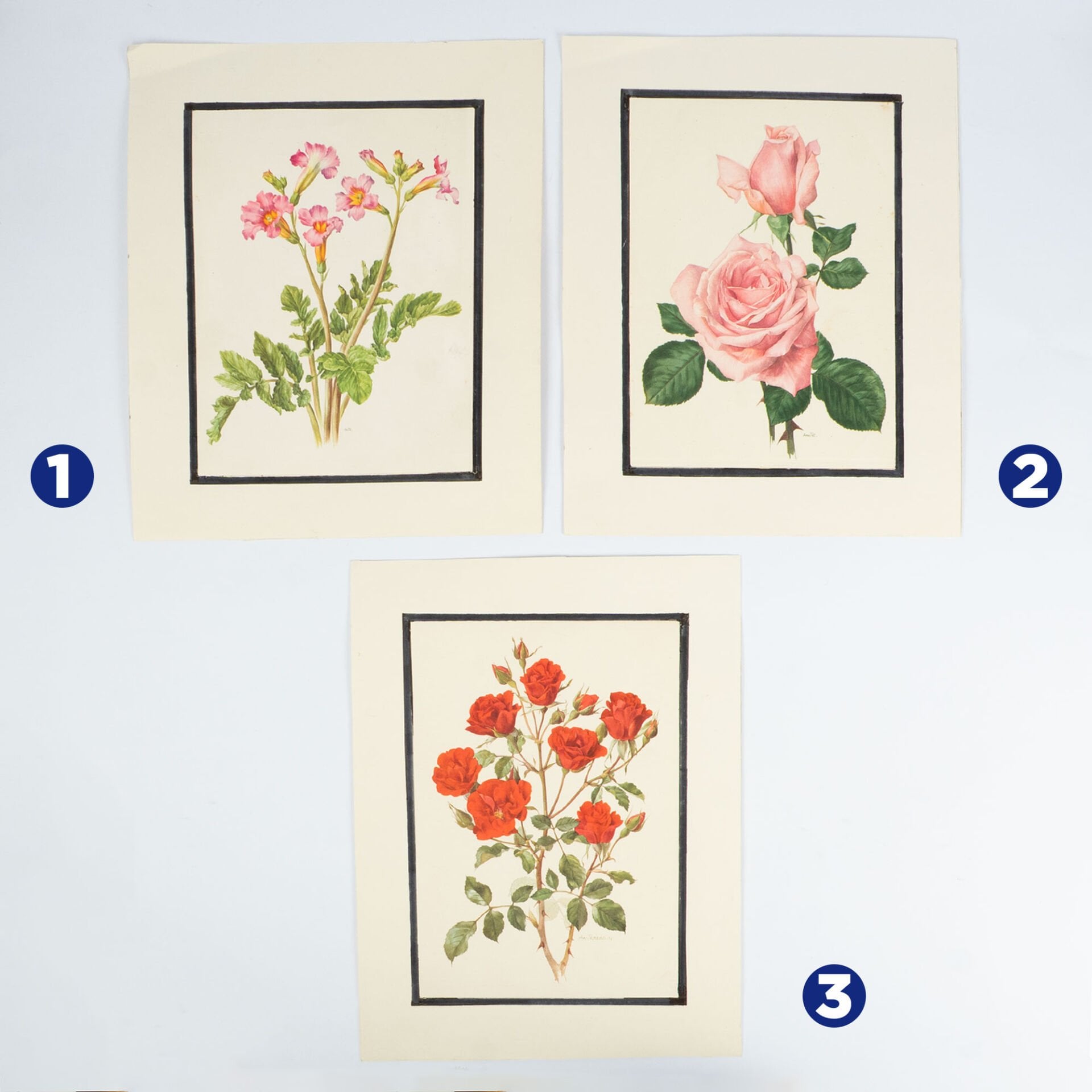 Anne Marie Trechslin 1927-2007 Çiçek Çizimi Baskıları