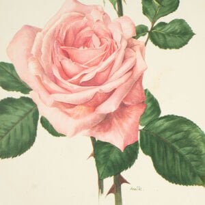 Anne Marie Trechslin 1927-2007 Çiçek Çizimi Baskıları