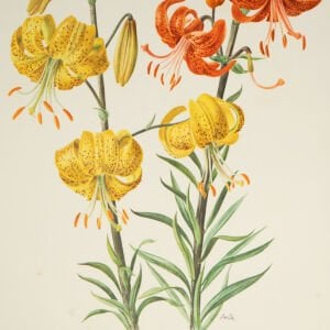 Anne Marie Trechslin 1927-2007 Çiçek Çizimi Baskıları(Kopya)