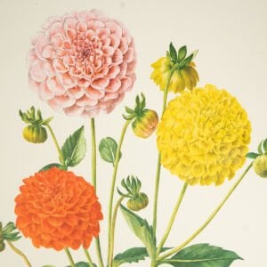 Anne Marie Trechslin 1927-2007 Çiçek Çizimi Baskıları(Kopya)