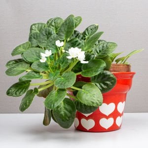 Waechtersbach Kalpli Kaşpo