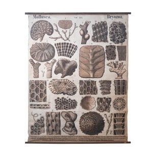 Teodor Fischer / Mollusca Bryozoa Afiş