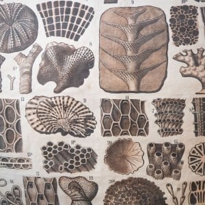 Teodor Fischer / Mollusca Bryozoa Afiş