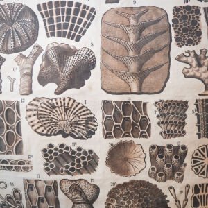 Teodor Fischer / Mollusca Bryozoa Afiş