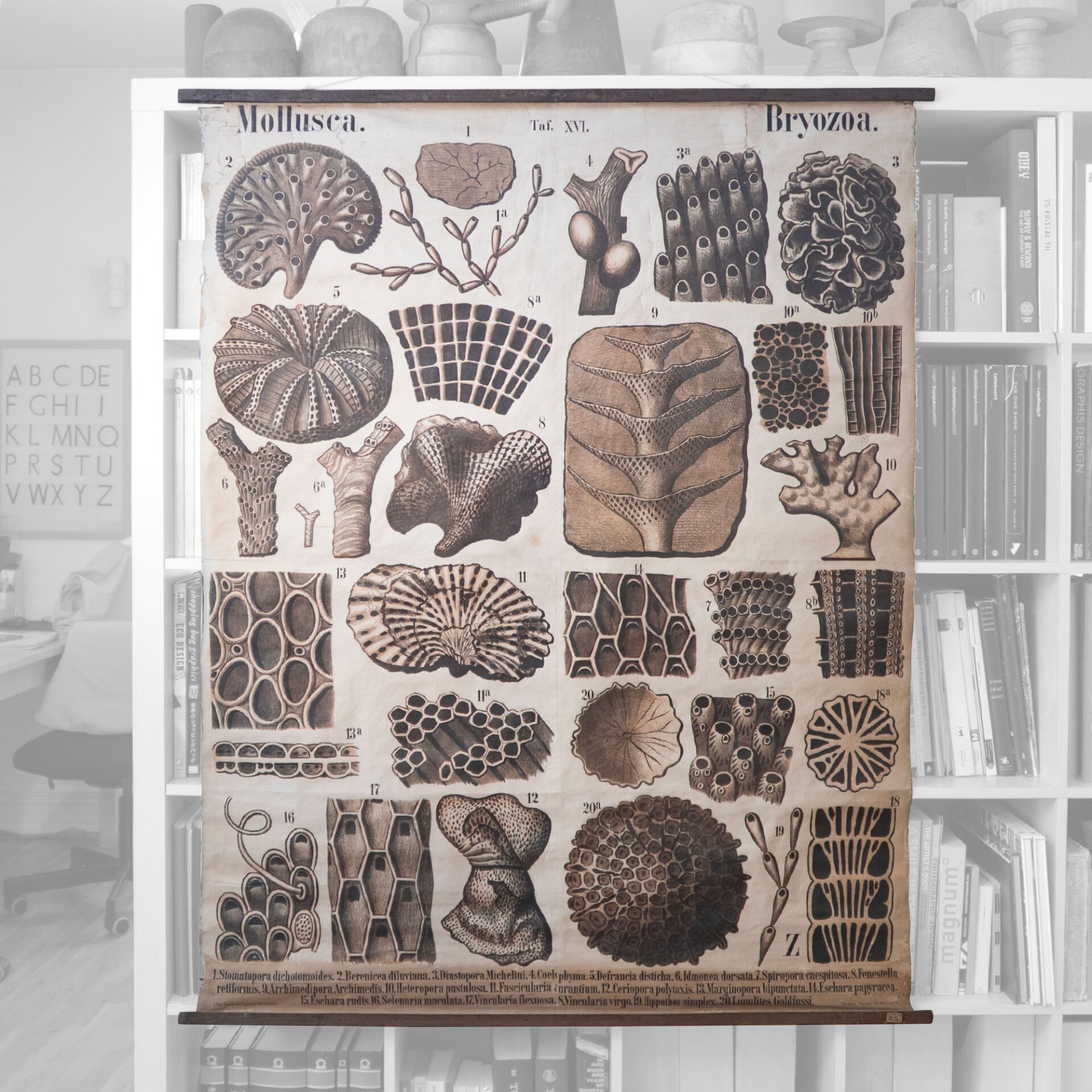 Teodor Fischer / Mollusca Bryozoa Afiş