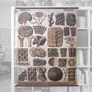 Teodor Fischer / Mollusca Bryozoa Afiş