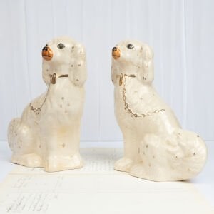 Büyük Beyaz Staffordshire Köpekleri