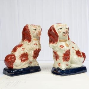 Lacivert Bazalı Staffordshire Köpekleri